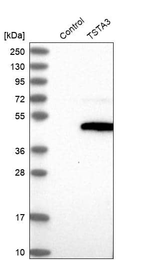 TSTA3 Antibody - BSA Free Western Blot: TSTA3 Antibody - BSA Free [NBP1-83408]