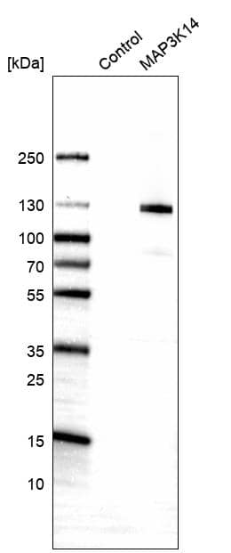NIK/MAP3K14 Antibody - BSA Free Western Blot: NIK/MAP3K14 Antibody - BSA Free [NBP1-83414]