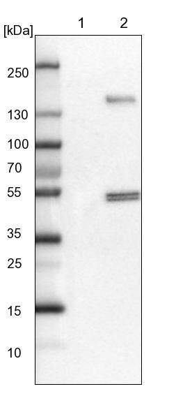 FRS3 Antibody - BSA Free Western Blot: FRS3 Antibody - BSA Free [NBP1-83420]