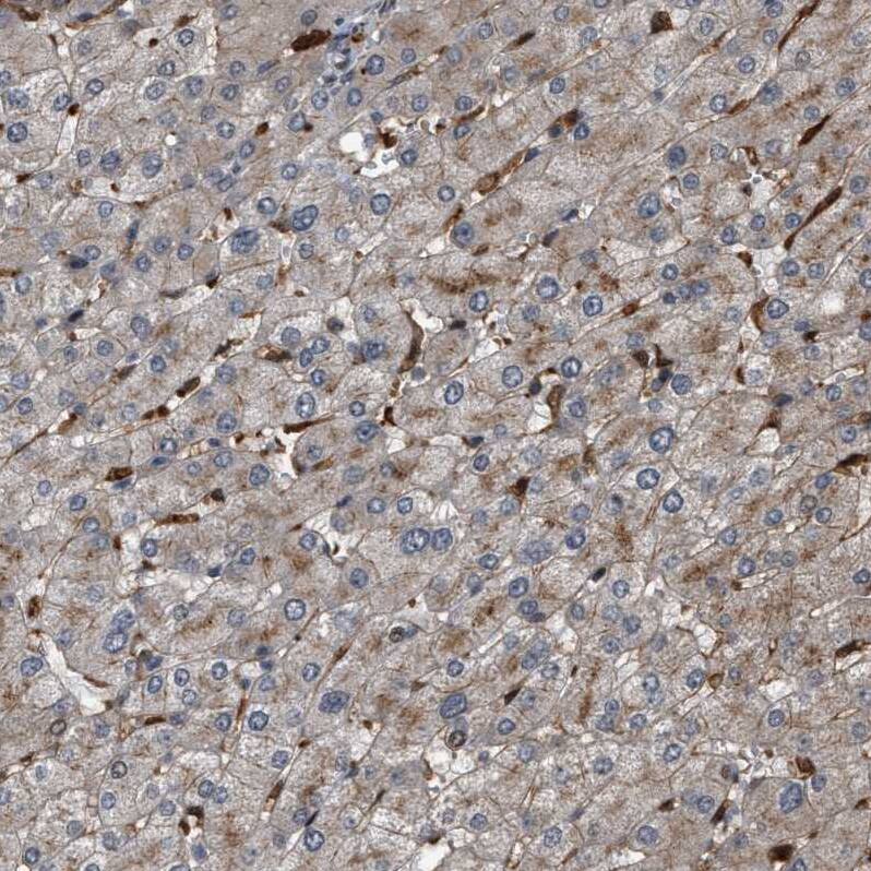 Rffl Antibody - BSA Free (NBP1-83427) by Novus, Part of Bio-Techne