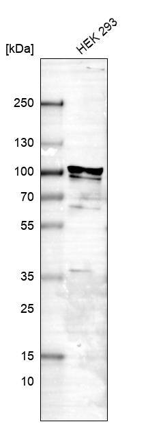 FXR2 Antibody - BSA Free Western Blot: FXR2 Antibody - BSA Free [NBP1-83432]