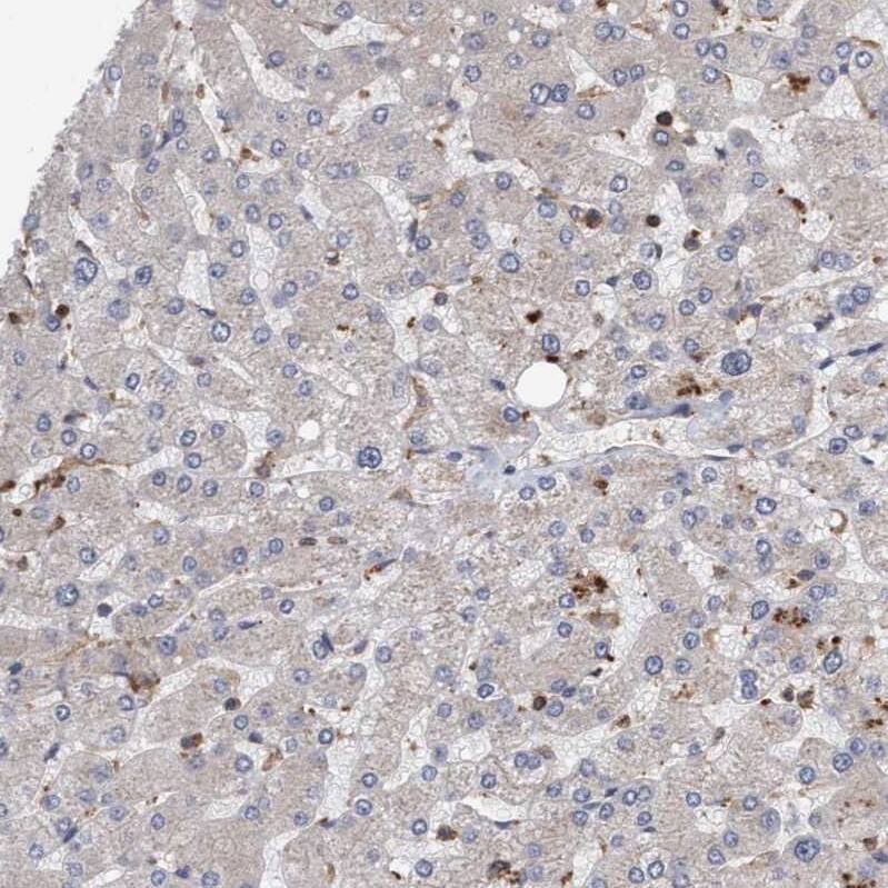 FXR2 Antibody - BSA Free Immunohistochemistry-Paraffin: FXR2 Antibody - BSA Free [NBP1-83432]