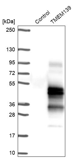TMEM139 Antibody - BSA Free Western Blot: TMEM139 Antibody - BSA Free [NBP1-83439]