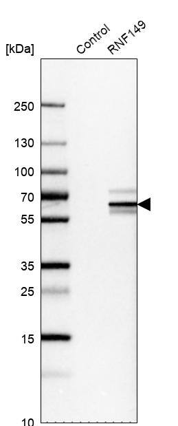 RNF149 Antibody - BSA Free Western Blot: RNF149 Antibody - BSA Free [NBP1-83440]