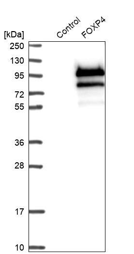FoxP4 Antibody - BSA Free Western Blot: FoxP4 Antibody - BSA Free [NBP1-83449]
