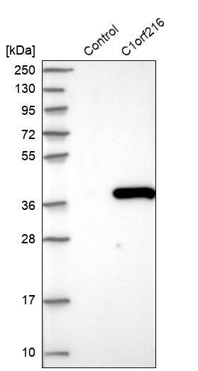C1orf216 Antibody - BSA Free Western Blot: C1orf216 Antibody - BSA Free [NBP1-83469]