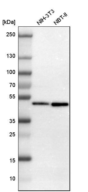 FAM98B Antibody - BSA Free Western Blot: FAM98B Antibody - BSA Free [NBP1-83474]
