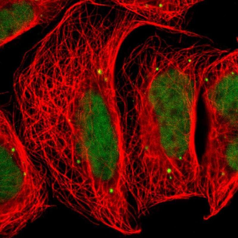 FAM98B Antibody - BSA Free Immunocytochemistry/ Immunofluorescence: FAM98B Antibody - BSA Free [NBP1-83474]