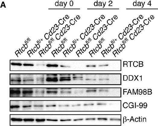 FAM98B Antibody