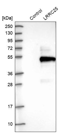 LRRC25 Antibody - BSA Free Western Blot: LRRC25 Antibody - BSA Free [NBP1-83476]
