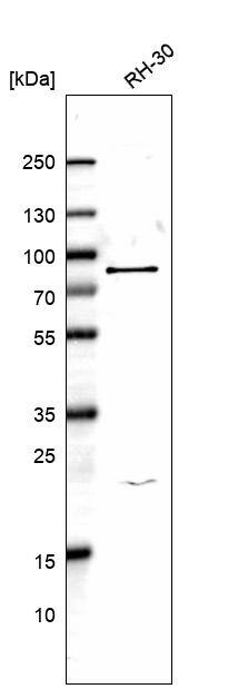 HECTD2 Antibody - BSA Free Western Blot: HECTD2 Antibody - BSA Free [NBP1-83481]