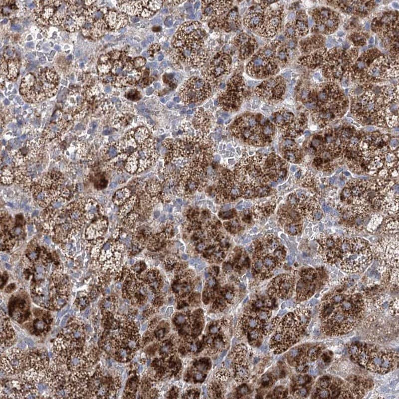 NME7 Antibody - BSA Free Immunohistochemistry-Paraffin: NME7 Antibody [NBP1-83482]