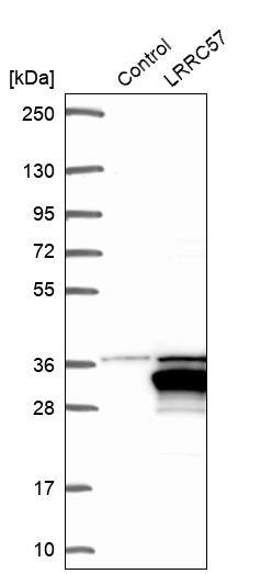 LRRC57 Antibody - BSA Free Western Blot: LRRC57 Antibody - BSA Free [NBP1-83485]