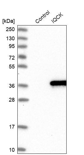 IQCK Antibody - BSA Free Western Blot: IQCK Antibody - BSA Free [NBP1-83486]