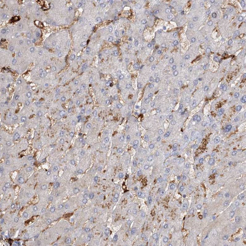 PIWIL4 Antibody - BSA Free Immunohistochemistry-Paraffin: PIWIL4 Antibody - BSA Free [NBP1-83491]