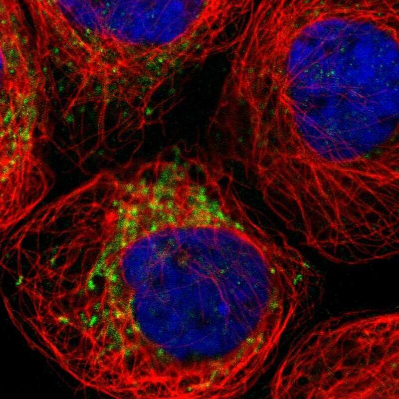 SPATA9 Antibody - BSA Free Immunocytochemistry/ Immunofluorescence: SPATA9 Antibody [NBP1-83493]