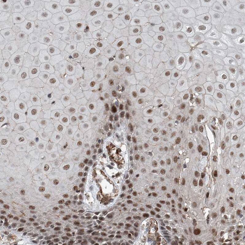 SDE2 Antibody - BSA Free Immunohistochemistry-Paraffin: SDE2 Antibody - BSA Free [NBP1-83502]