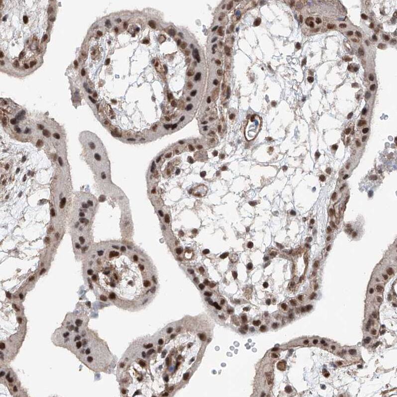 SDE2 Antibody - BSA Free Immunohistochemistry-Paraffin: SDE2 Antibody - BSA Free [NBP1-83502]