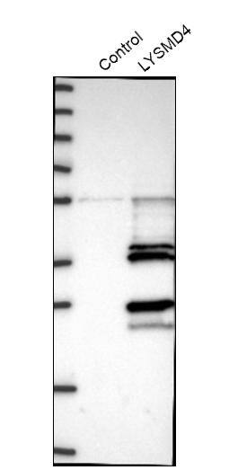 LYSMD4 Antibody - BSA Free Western Blot: LYSMD4 Antibody - BSA Free [NBP1-83511]