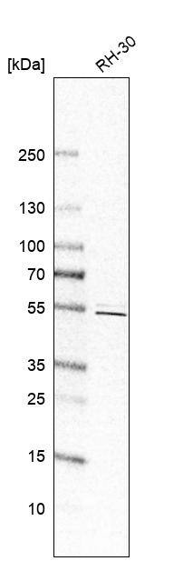 PRRC1 Antibody - BSA Free Western Blot: PRRC1 Antibody - BSA Free [NBP1-83514]