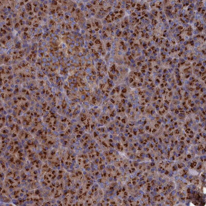 PRRC1 Antibody - BSA Free Immunohistochemistry-Paraffin: PRRC1 Antibody - BSA Free [NBP1-83514]