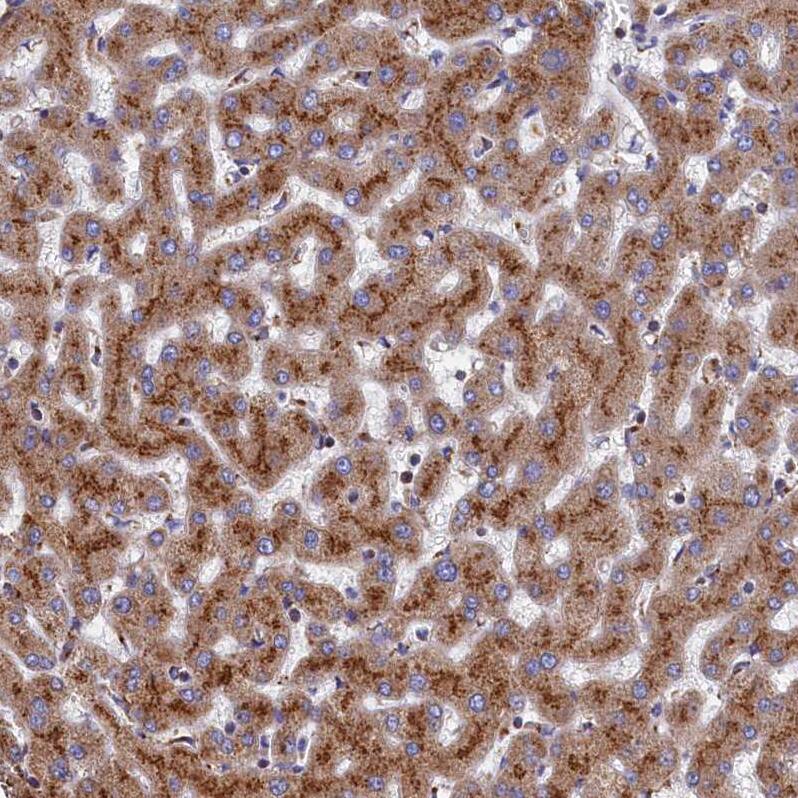 PRRC1 Antibody - BSA Free Immunohistochemistry-Paraffin: PRRC1 Antibody - BSA Free [NBP1-83514]