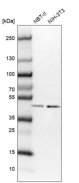 VPS37A Antibody - BSA Free Western Blot: VPS37A Antibody - BSA Free [NBP1-83528]