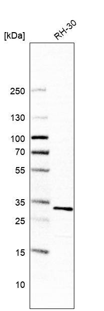 CCDC43 Antibody - BSA Free Western Blot: CCDC43 Antibody - BSA Free [NBP1-83536]