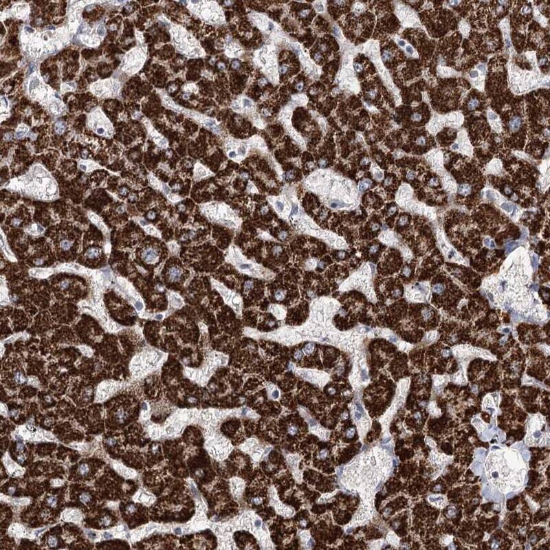 NADKD1 Antibody - BSA Free Immunohistochemistry-Paraffin: NADKD1 Antibody [NBP1-83547]