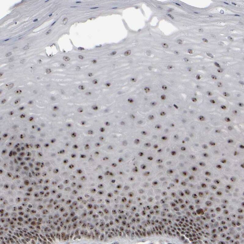 Surf6 Antibody - BSA Free Immunohistochemistry-Paraffin: Surf6 Antibody - BSA Free [NBP1-83550]