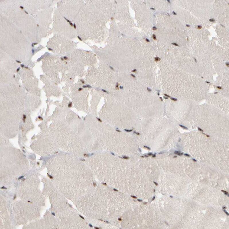 Surf6 Antibody - BSA Free Immunohistochemistry-Paraffin: Surf6 Antibody - BSA Free [NBP1-83550]