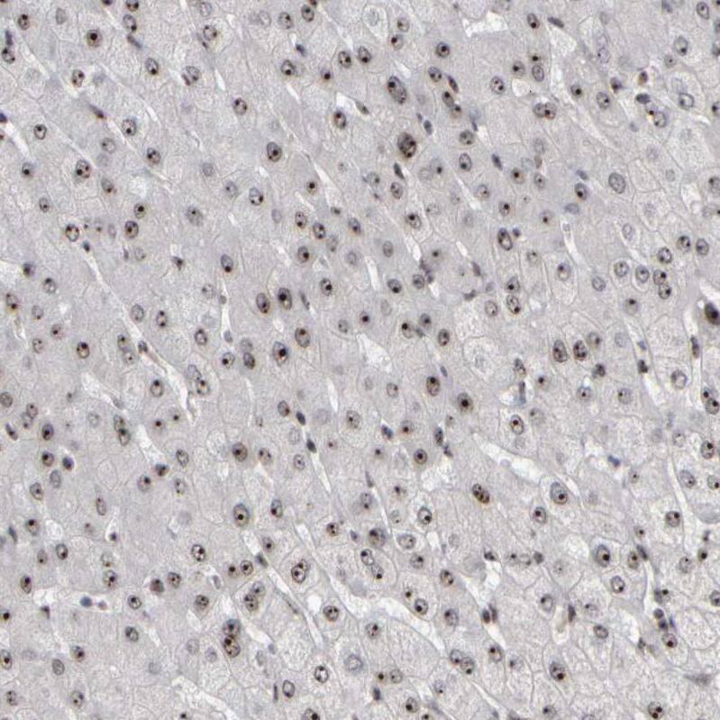 Surf6 Antibody - BSA Free Immunohistochemistry-Paraffin: Surf6 Antibody - BSA Free [NBP1-83550]