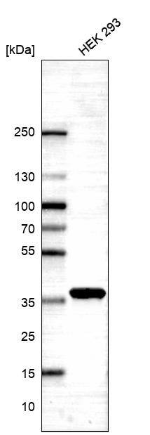 EIF3M Antibody - BSA Free Western Blot: EIF3M Antibody - BSA Free [NBP1-83552]