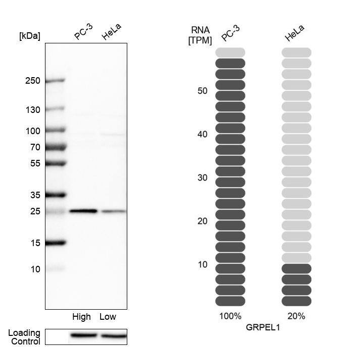 GRPEL1 Antibody - BSA Free Western Blot: GRPEL1 Antibody - BSA Free [NBP1-83557]