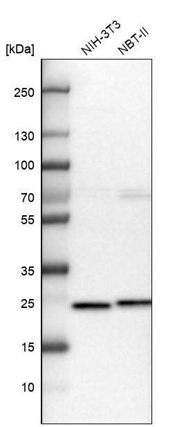 GRPEL1 Antibody - BSA Free Western Blot: GRPEL1 Antibody - BSA Free [NBP1-83557]