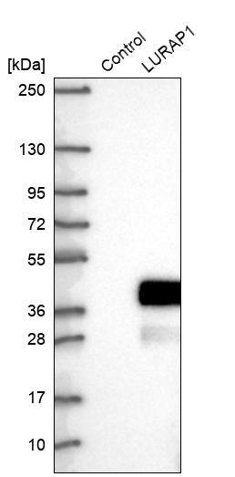LURAP1 Antibody - BSA Free Western Blot: LURAP1 Antibody - BSA Free [NBP1-83568]