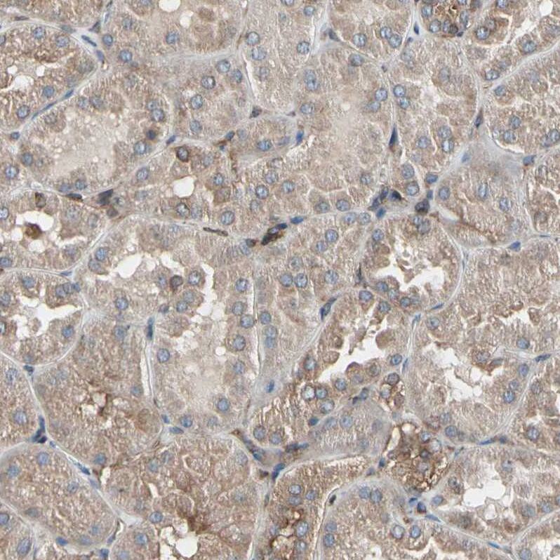 AGBL2 Antibody - BSA Free Immunohistochemistry-Paraffin: AGBL2 Antibody - BSA Free [NBP1-83581]