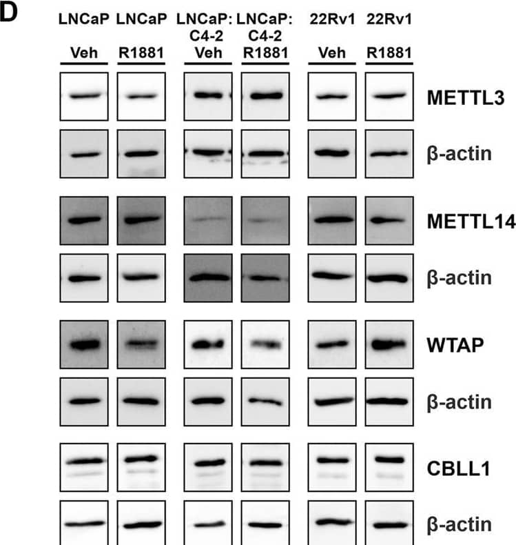 CBLL1 Antibody - BSA Free