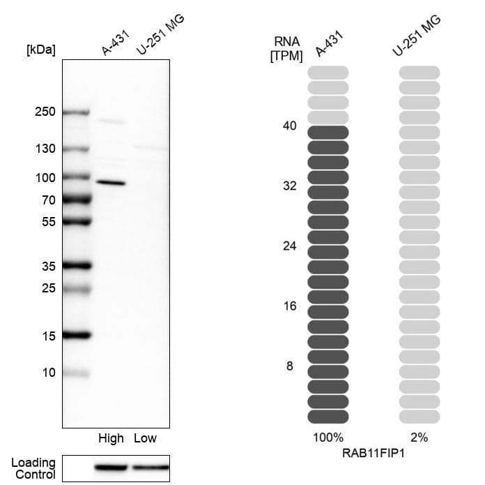 FIP1/RCP Antibody - BSA Free Western Blot: FIP1/RCP Antibody - BSA Free [NBP1-83600]
