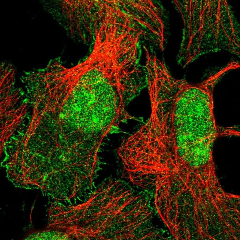 XPO6 Antibody - BSA Free Immunocytochemistry/ Immunofluorescence: XPO6 Antibody [NBP1-83601]