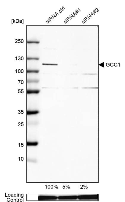 GCC1 Antibody - BSA Free Western Blot: GCC1 Antibody - BSA Free [NBP1-83610]