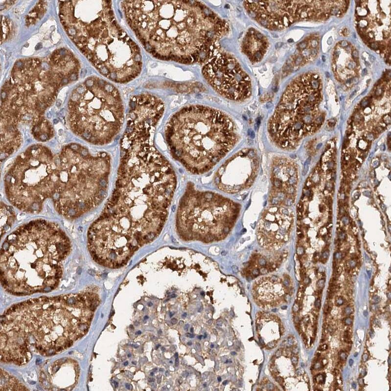 WDCP Antibody - BSA Free Immunohistochemistry-Paraffin: WDCP Antibody - BSA Free [NBP1-83612]