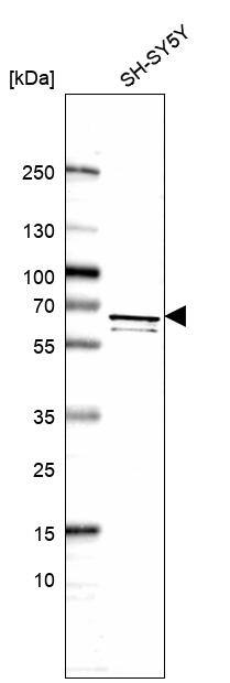 WDCP Antibody - BSA Free Western Blot: WDCP Antibody - BSA Free [NBP1-83612]