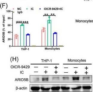 ARID5B Antibody - BSA Free