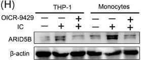 ARID5B Antibody - BSA Free