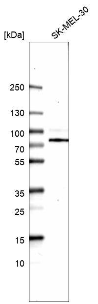 WDR26 Antibody - BSA Free Western Blot: WDR26 Antibody - BSA Free [NBP1-83628]