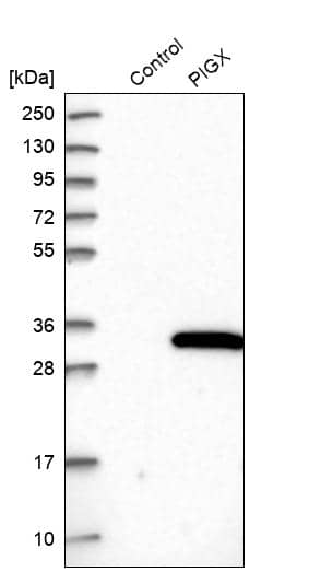 PIGX Antibody - BSA Free Western Blot: PIGX Antibody - BSA Free [NBP1-83647]