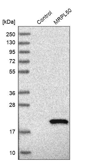 MRPL50 Antibody - BSA Free Western Blot: MRPL50 Antibody - BSA Free [NBP1-83651]