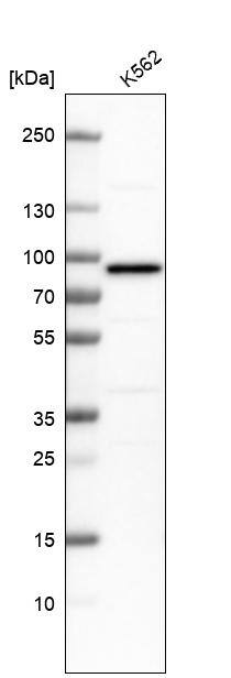 PUS7 Antibody - BSA Free Western Blot: PUS7 Antibody - BSA Free [NBP1-83652]