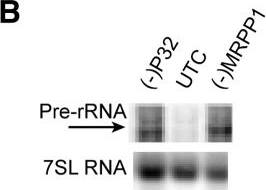 RG9MTD1 Antibody